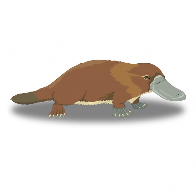 Platypus