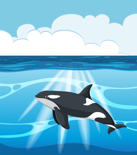 Vector playful orca swimming in ocean