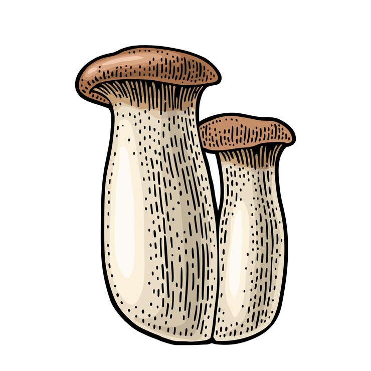 Vector pleurotus eryngii mushroom also known as eryngi vintage color vector engraving isolated
