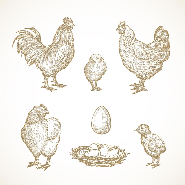 pluimvee vogels schetsen set hand getrokken illustraties van haan kippen kuikens en eieren in een nest