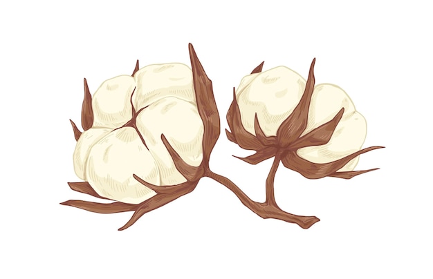 Vector pluizige zachte toppen van katoenbloem. botanische tekening van katoenbollen in vintage stijl. realistisch handgetekend veldgewas. gekleurde vectorillustratie van wilde flora geïsoleerd op een witte background