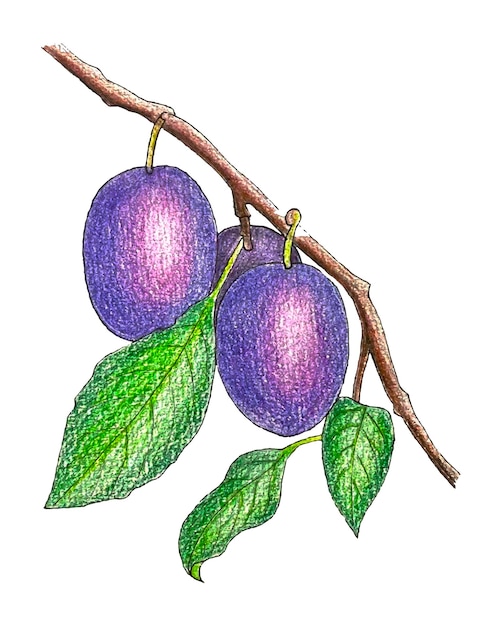 Vector plum branch with fruits and leaves sketch pencil hand drawing vector