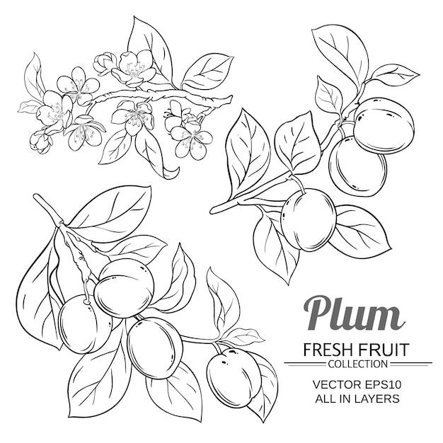 Plum branches set