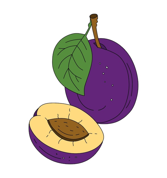 Plum doodle Vector color illustration isolated on a white