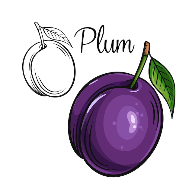 Plum drawing icon