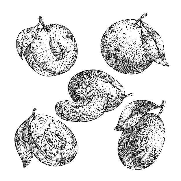Сливовый фруктовый набор продуктов питания эскиз рисованной вектор