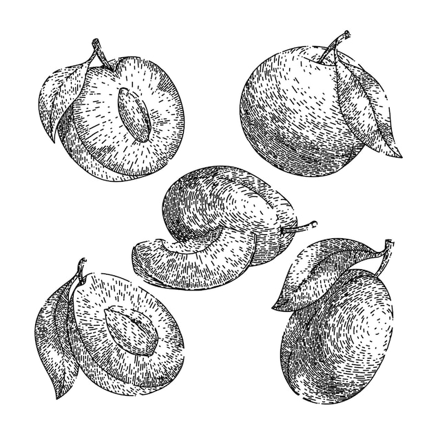 자두 과일 음식 세트 스케치 손으로 그린 벡터