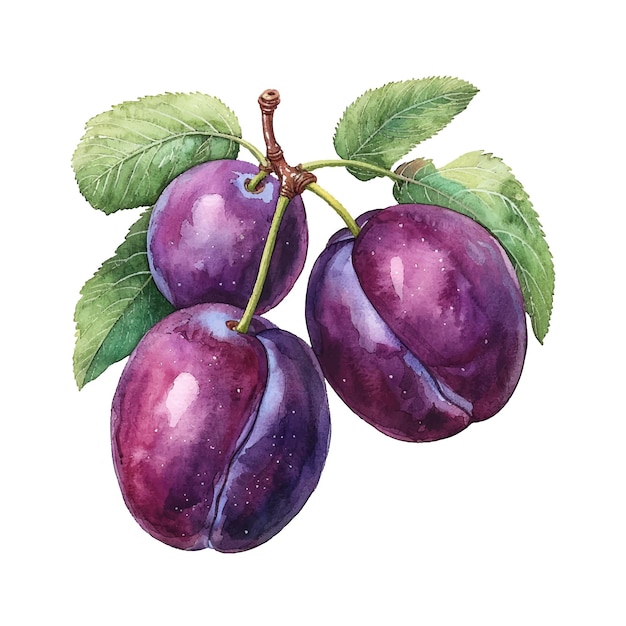 plum fruit vector illustration in watercolour style