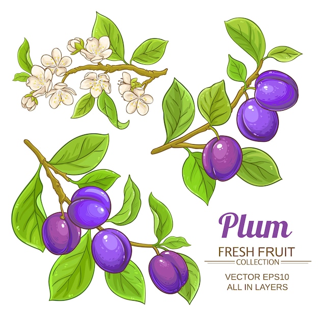 Plum fruits vector set