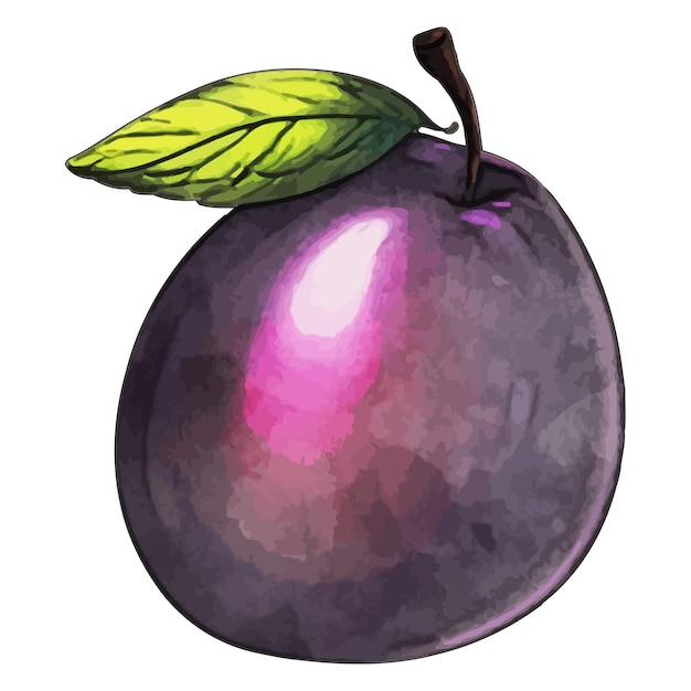 Plum Watercolor vector Illustration