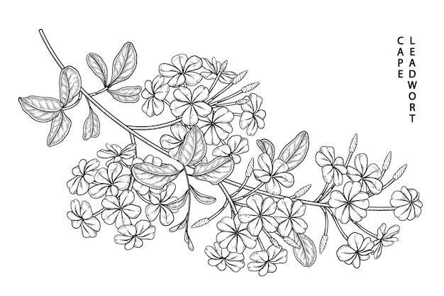 Disegni di fiori di plumbago auriculata (cape leadwort).