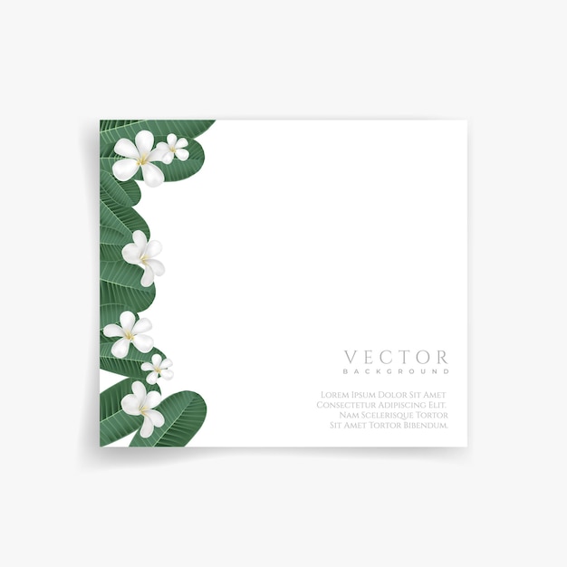 Vector plumeria background 4