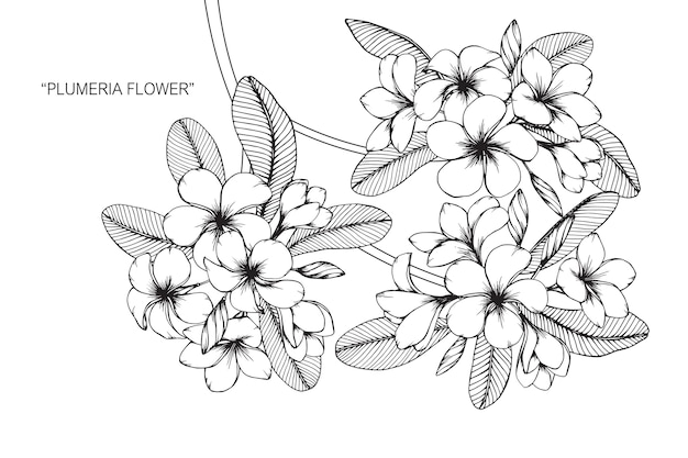 Plumeria bloem tekening illustratie