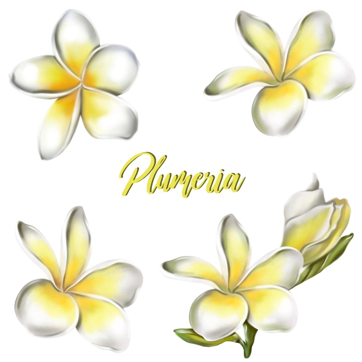 Vector plumeria-bloemen. vector illustratie.