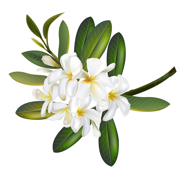 Plumeria bloemen