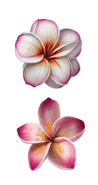 Plumeria clipart isolated vector illustration