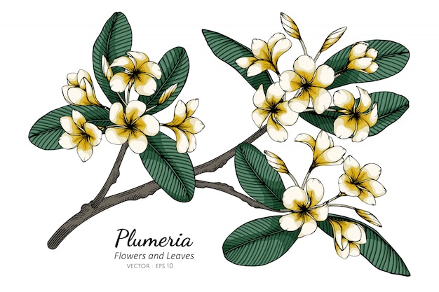 Plumeria 꽃과 잎 그림 백인에 라인 아트와 함께.