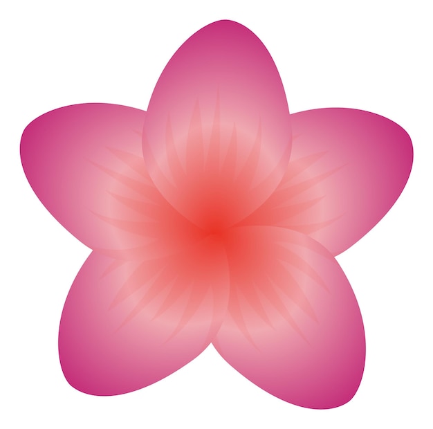 Цветок плюмерии. Розовый цветок экзотического тропического растения на белом фоне