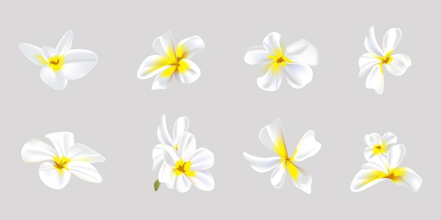 plumeria flower set