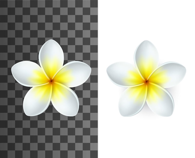 白と黄色の花びらを持つプルメリアの花