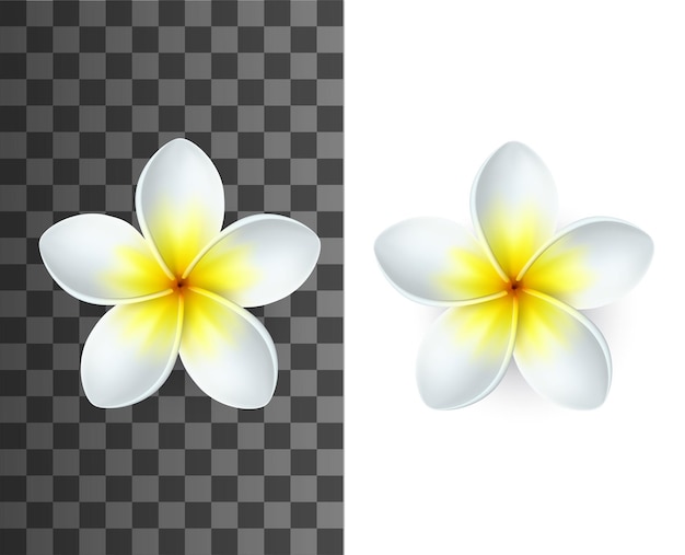 Plumeria flower with white and yellow petals