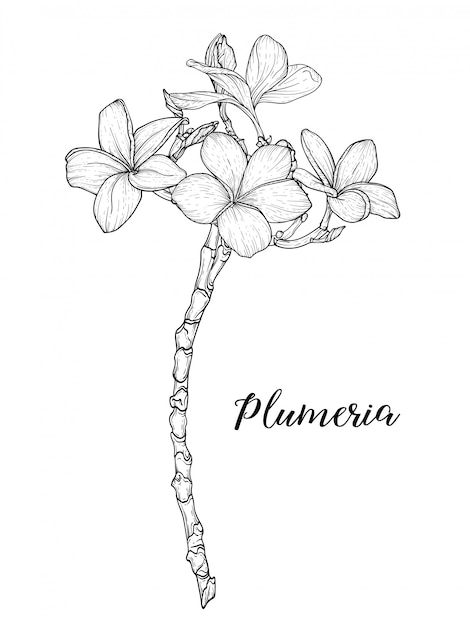 La plumeria fiorisce il disegno e lo schizzo con arte lineare