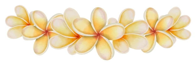 Vettore plumeria fiori illustrazione ad acquerello disegno disegnato a mano con bouquet di frangipani confine tropicale con piante esotiche per inviti alle spa o biglietti di auguri fiore di erba giallastra della giungla