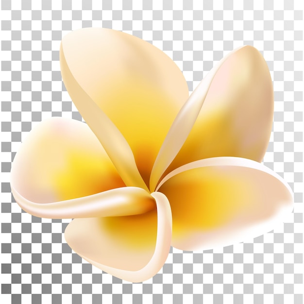 Plumeria or Frangipani Flower Vector Illustration Transparency grid texture background