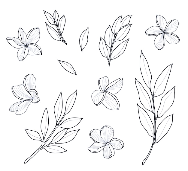 Plumeria hand draw line and eucalyptus leaves set illustration design