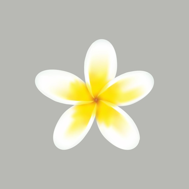 Plumeria Isolated white tropical plant Collection with hand drawn flowers for invitation Vector