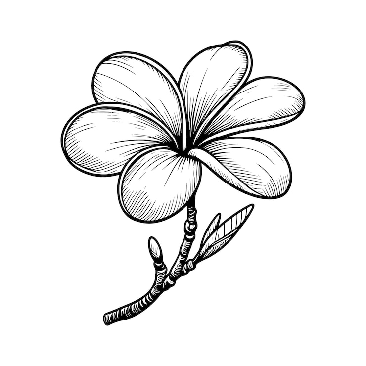 Vector plumeria lijntrekkingsvector