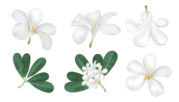 Plumeria-vector op witte achtergrond