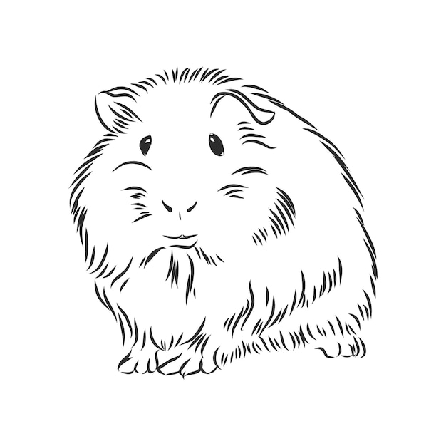 Plump cute guinea pig sketch vector graphics black and white drawing