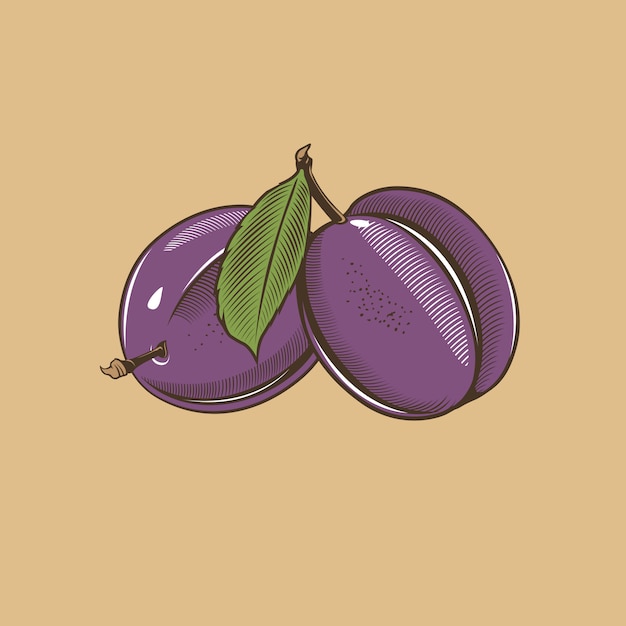 Plums in vintage style. Colored vector illustration