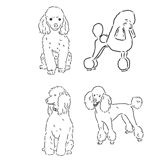 Poedel set verzameling stamboom honden zwart witte afbeelding van een klassieke poedel hond vector drawi