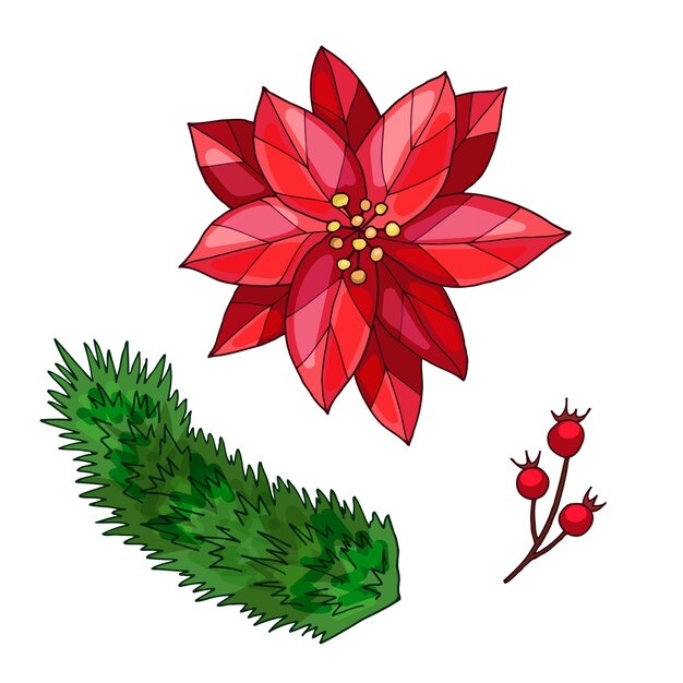 Вектор Пуансеттия, ягодная ветка и еловая ветка. рисованной иллюстрации. изолированные