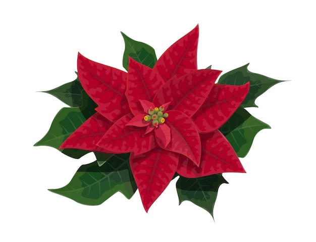 Poinsettia flower of Christmas holidays