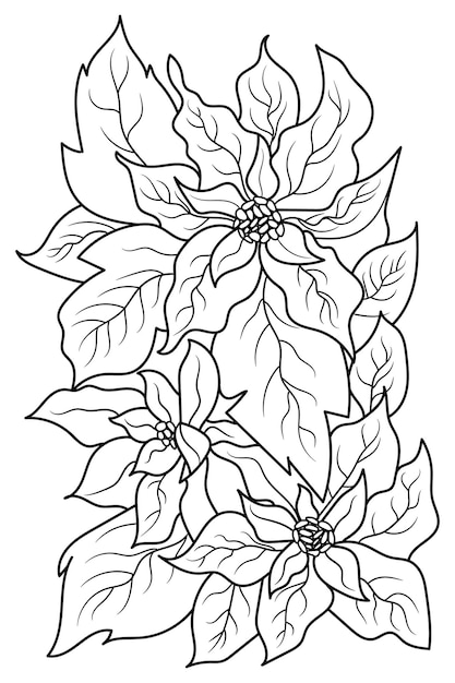 Poinsettia flower coloring page for adults