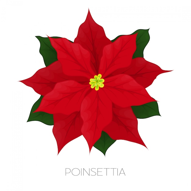 Poinsettia flower isolated on white illustration