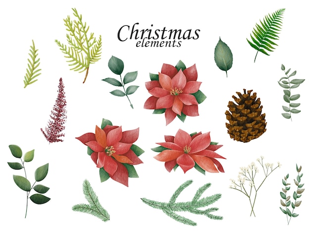 ポインセチアの花とクリスマスの花の要素。手描きイラスト集。