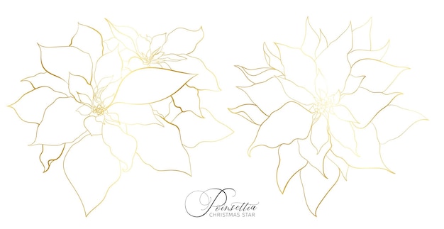 Vector poinsettia inflorescence in an elegant golden line