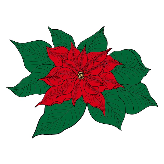 Vector poinsettia is an isolated icon for decorating a christmas or new year greeting card vector realistic poinsettia plant handdrawn