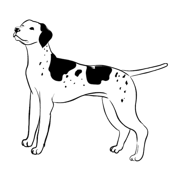 pointer dog isolated on white background