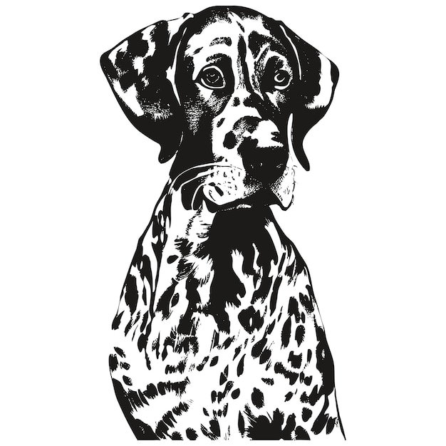 ポインター ジャーマン ショートヘアードの線画ベクトル黒と白の犬 Kurzhaar の描画