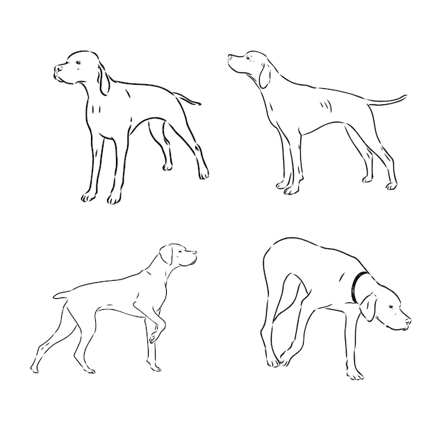 Vector pointer hunting dog sketch contour vector illustration pointer dog vector sketch