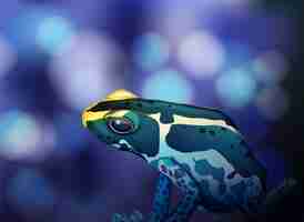 Vector poison dart frog on blue background