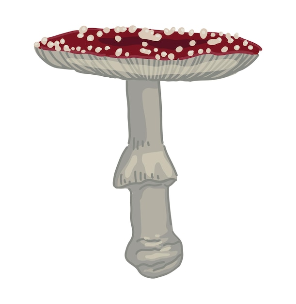 Vector poison mushroom amanita muscaria fly agaric fungus clipart isolated on white colored vector illustration in cartoon style