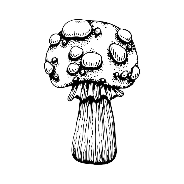 Poison mushroom Fly agaric red toadstool in sketch style Deadly fly agaric Dangerous forest mushroom Black and white line art hand drawn vector Psychedelic mushroom