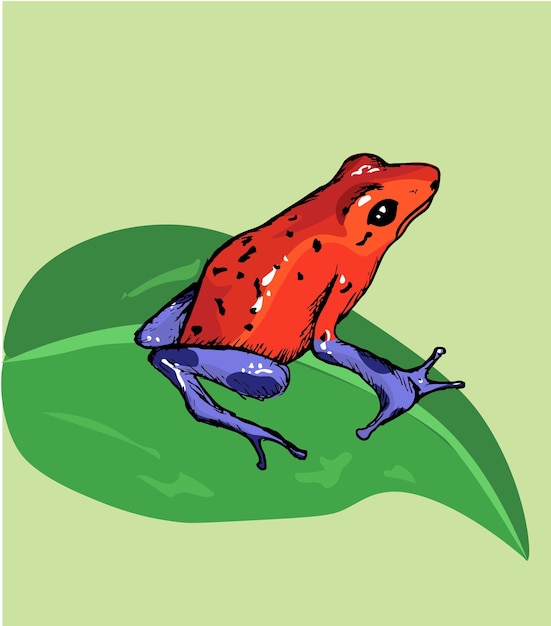 Vector poisonous frog vector illustration little frog on leaf red and blue arrow frog poisonous arrow frog