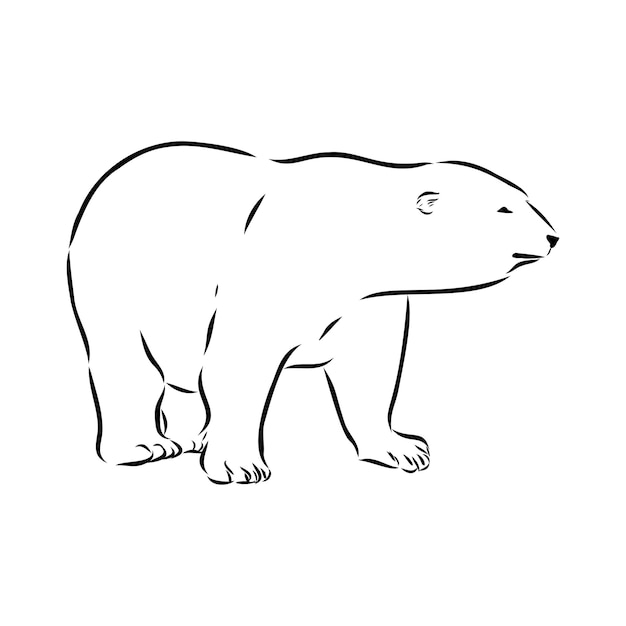 Polar bear hand drawn illustration. Vector sketch.